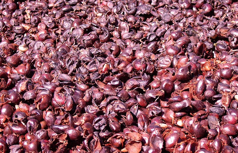 Cascara, a kávé gyümölcséből készítendő tea