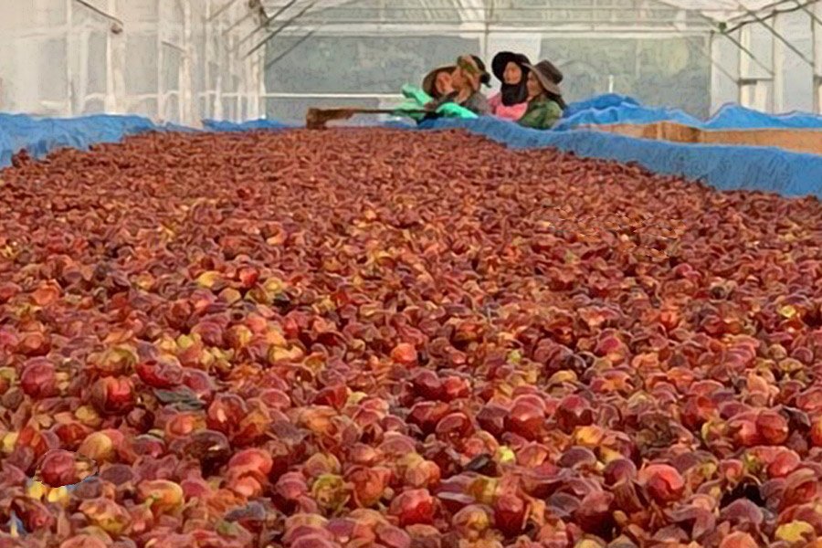 Cascara szupergyümölcs lesz a kávétermesztés mellékes aranya