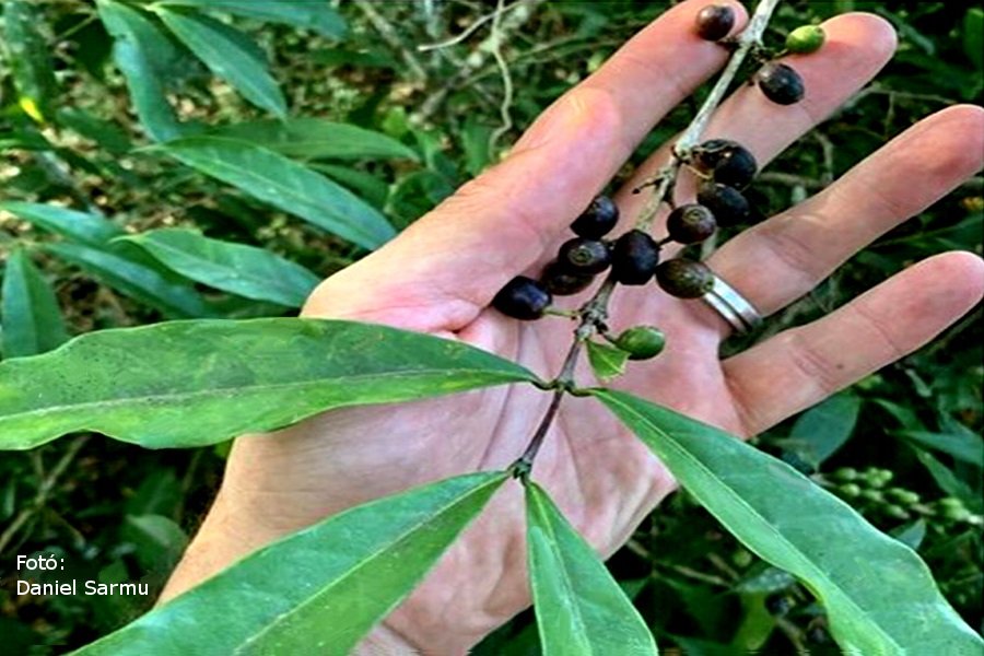 Hőtűrő kávécserje caffea stenophylla