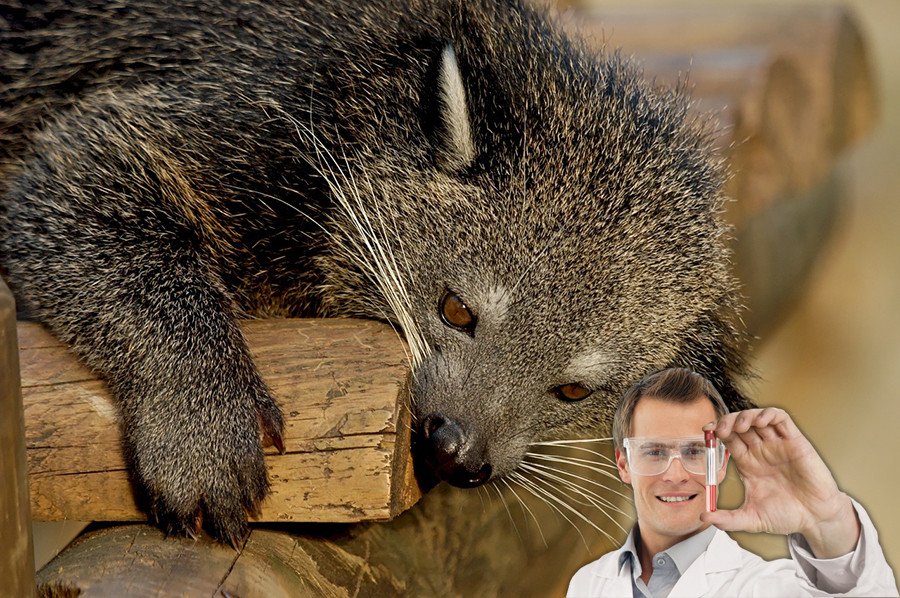 Vietnámi Cibet kávé